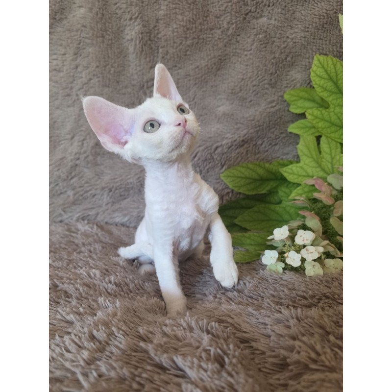 Devon Rex NOV Watson