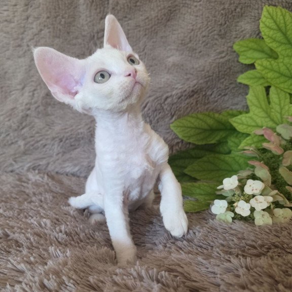 Devon Rex NOV Watson