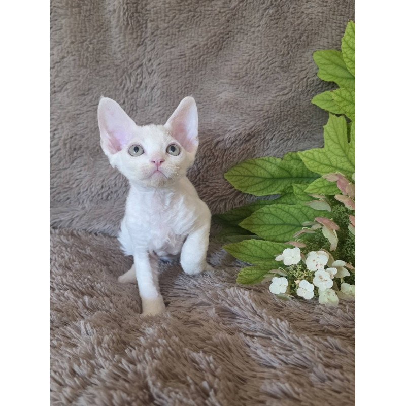 Devon Rex NOV Watson