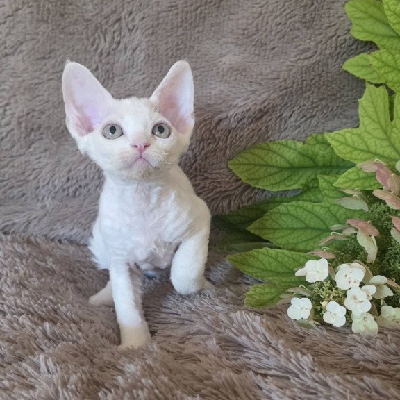 Devon Rex NOV Watson