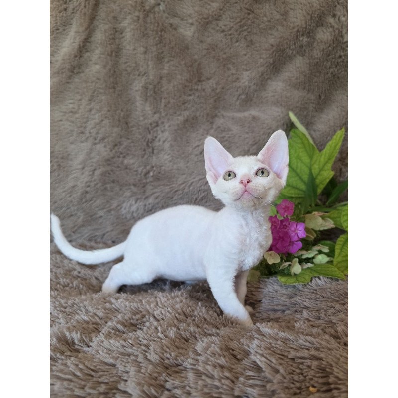 Devon Rex NOV Waikiki