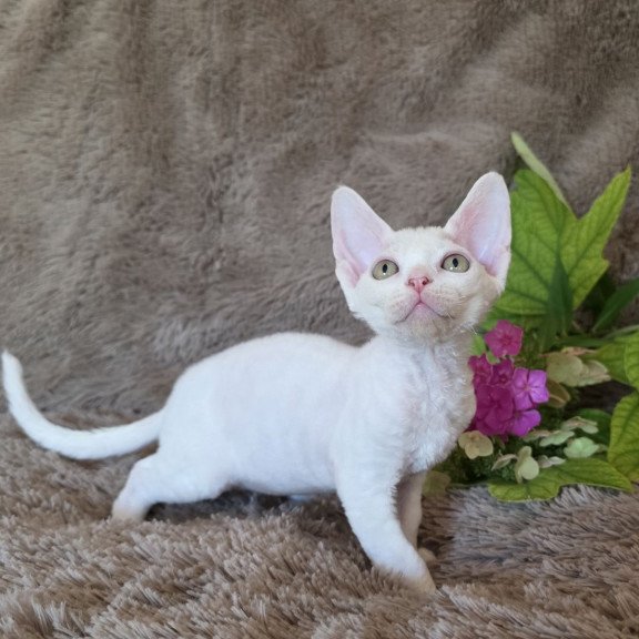 Devon Rex NOV Waikiki