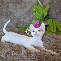 Devon Rex NOV Waikiki
