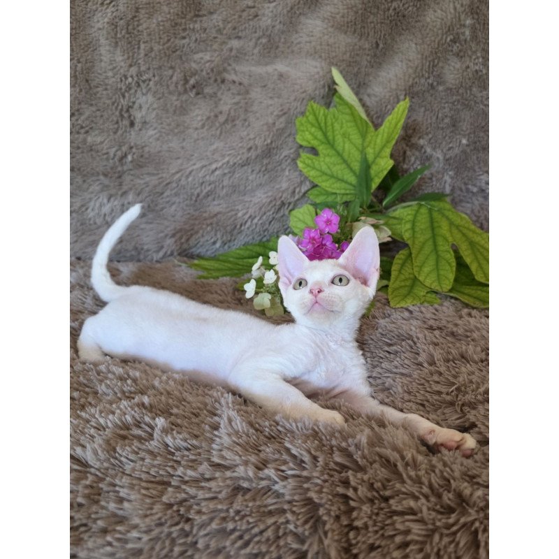 Devon Rex NOV Waikiki