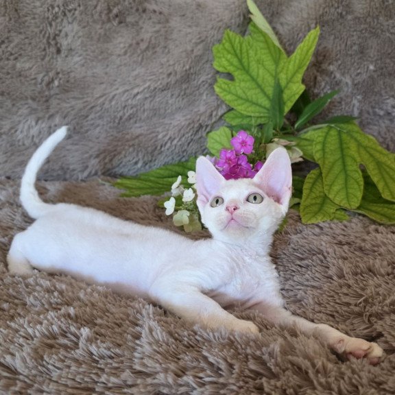 Devon Rex NOV Waikiki