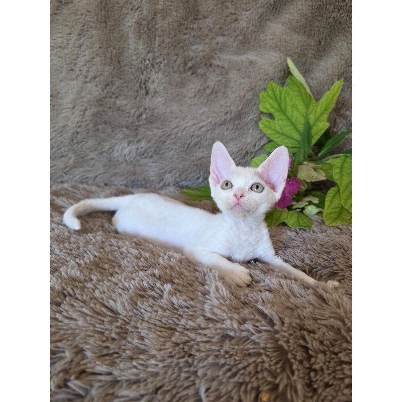 Devon Rex NOV Waikiki