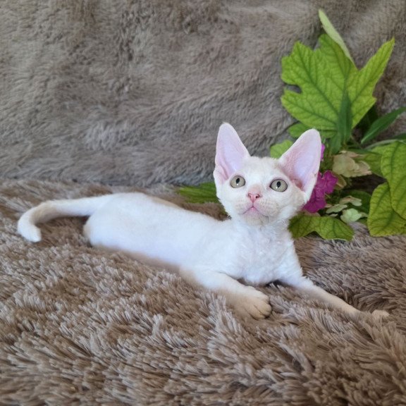 Devon Rex NOV Waikiki