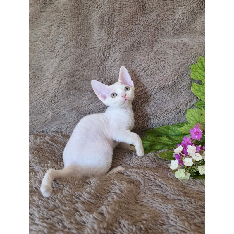 Devon Rex NOV Waikiki