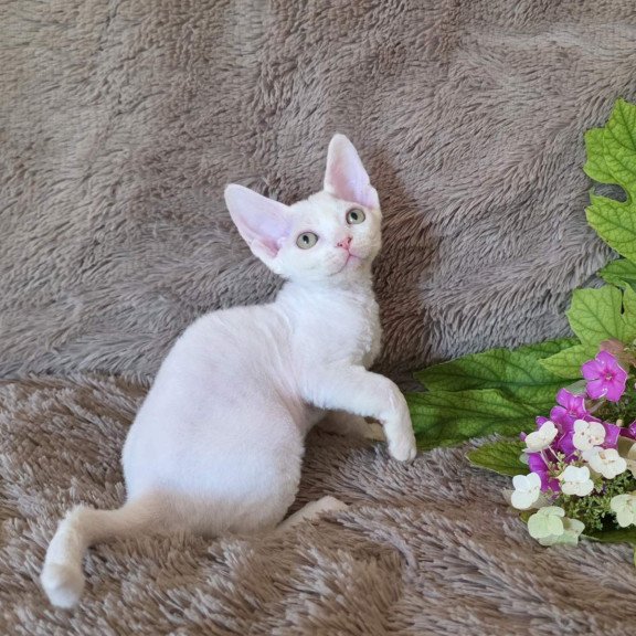 Devon Rex NOV Waikiki