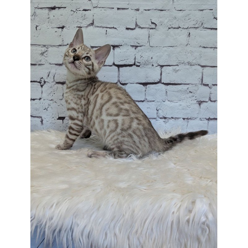 Bengal NOV Alvin