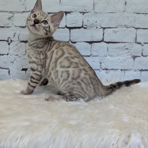 Bengal NOV Alvin