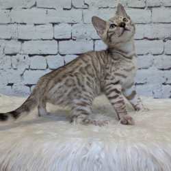 Bengal NOV Alvin