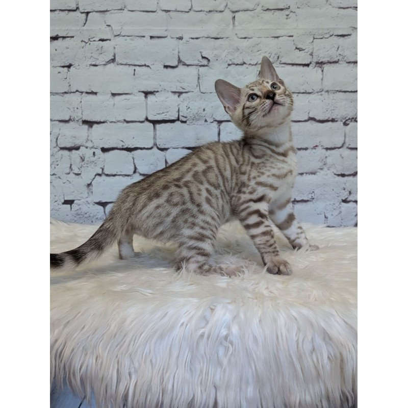 Bengal NOV Alvin