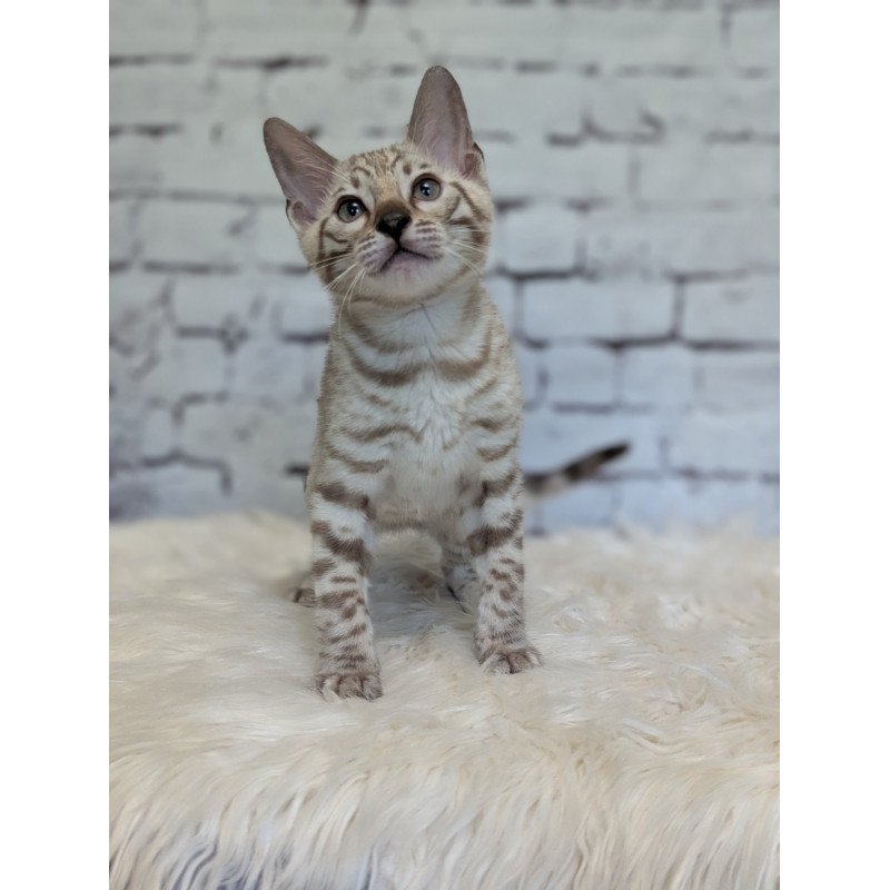 Bengal NOV Alvin