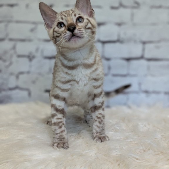 Bengal NOV Alvin
