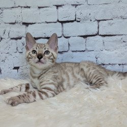Bengal NOV Alvin