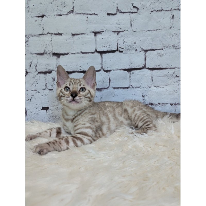 Bengal NOV Alvin