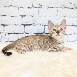 Bengal NOV Ashton