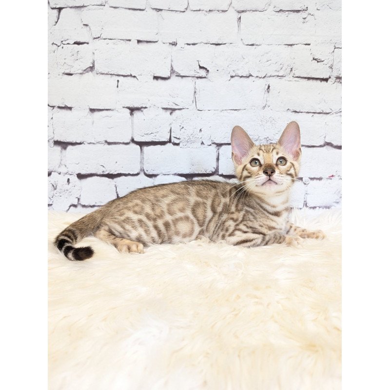 Bengal NOV Ashton