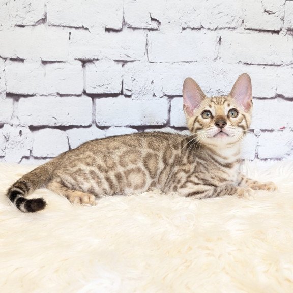 Bengal NOV Ashton