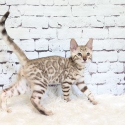 Bengal NOV Ashton
