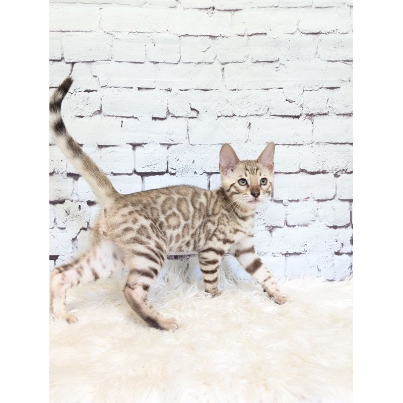 Bengal NOV Ashton