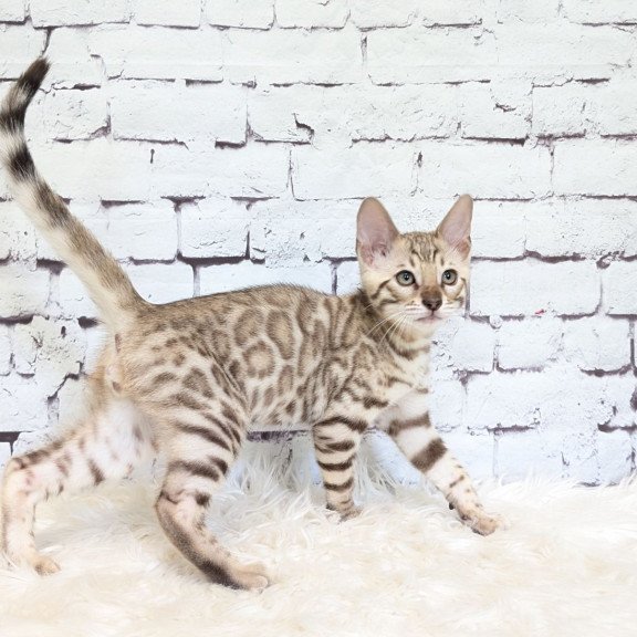 Bengal NOV Ashton