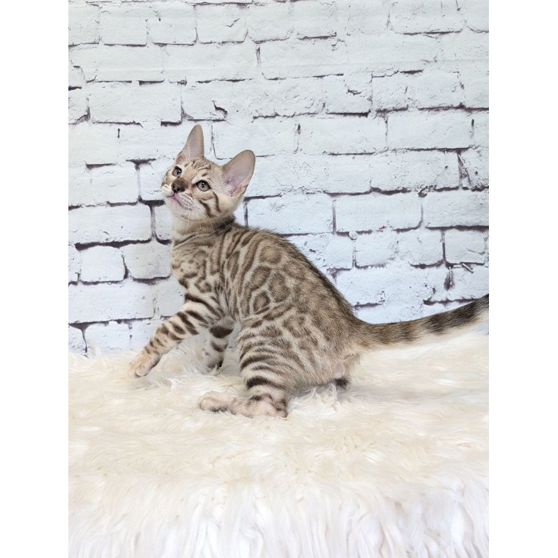 Bengal NOV Ashton
