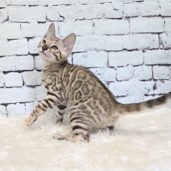 Bengal NOV Ashton
