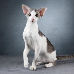Oriental NOV Romeo