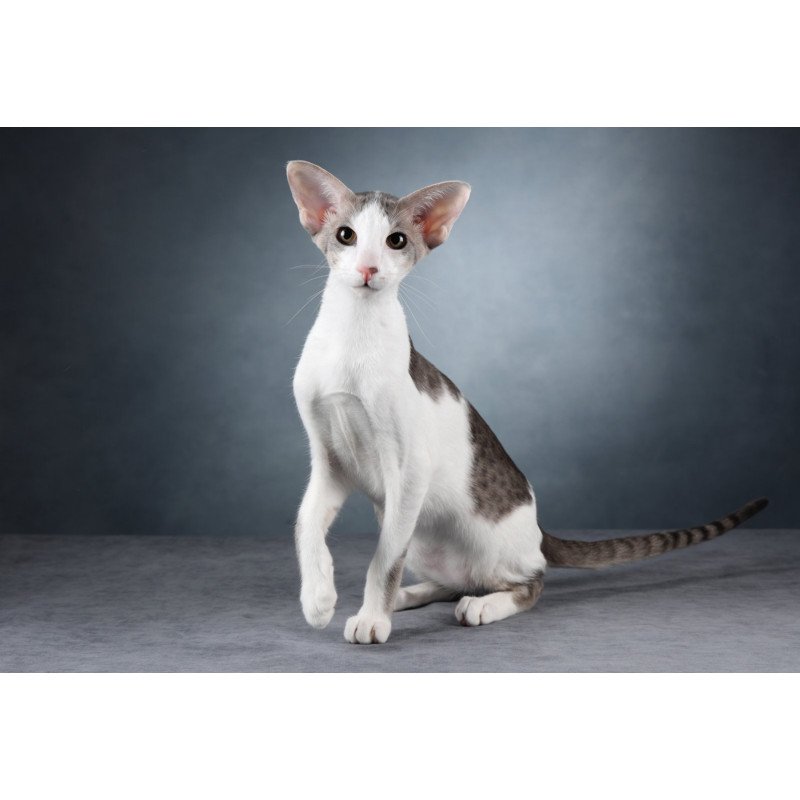 Oriental NOV Romeo