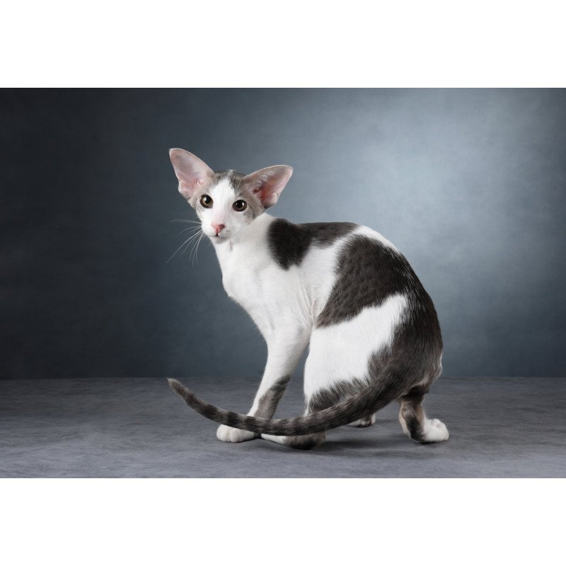Oriental NOV Romeo