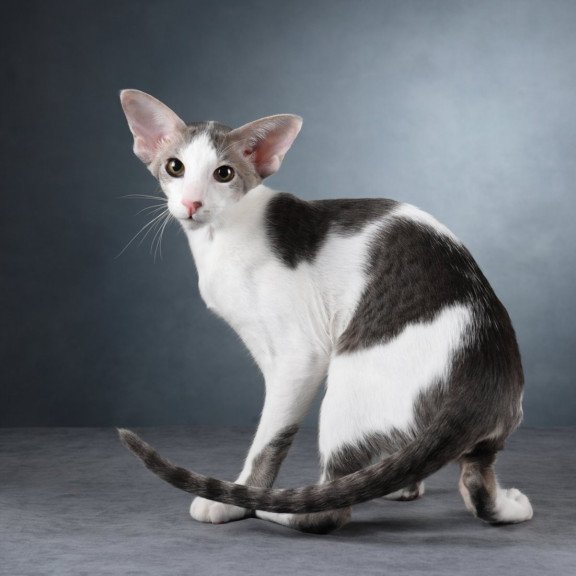 Oriental NOV Romeo