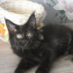 Maine Coon NOV Nazira