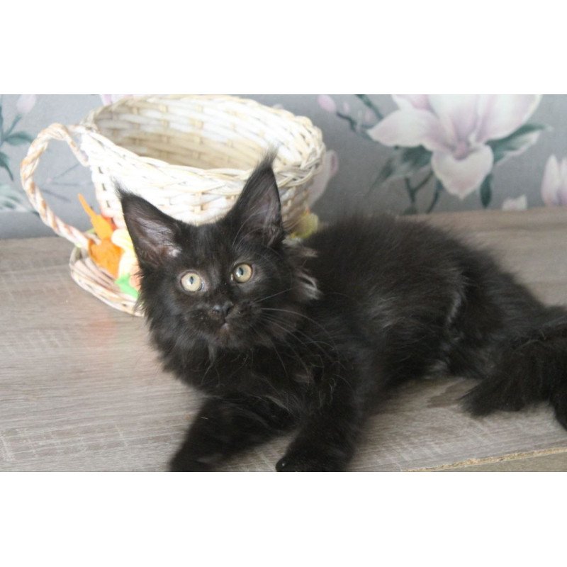 Maine Coon NOV Nazira