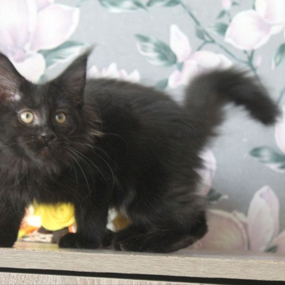 Maine Coon NOV Nazira