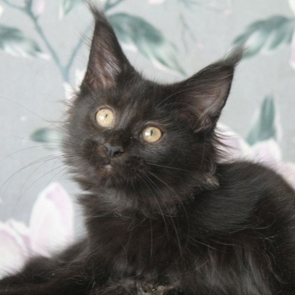 Maine Coon NOV Nazira