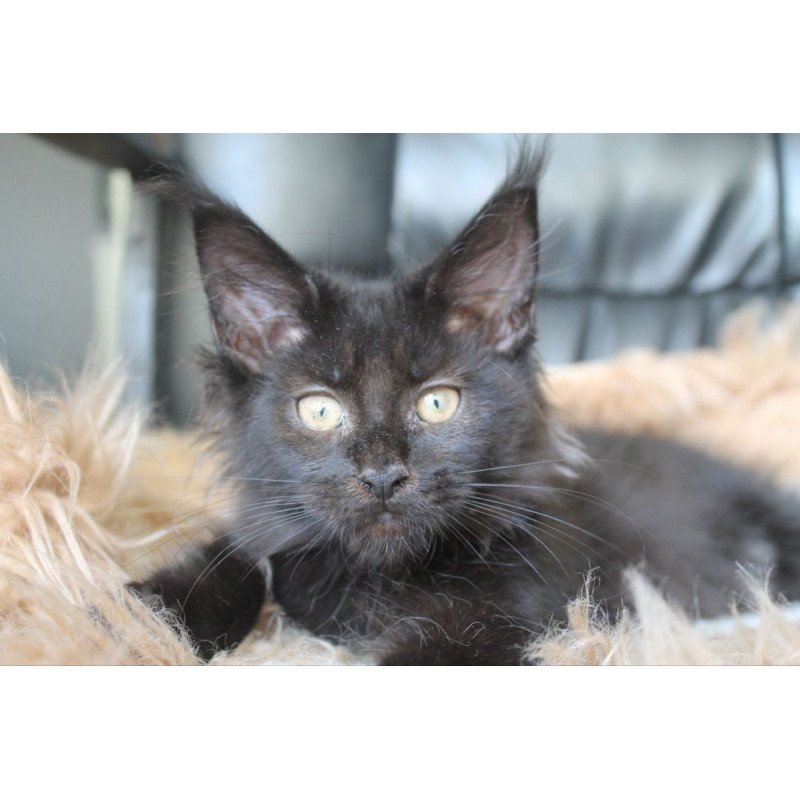 Maine Coon NOV Nazira