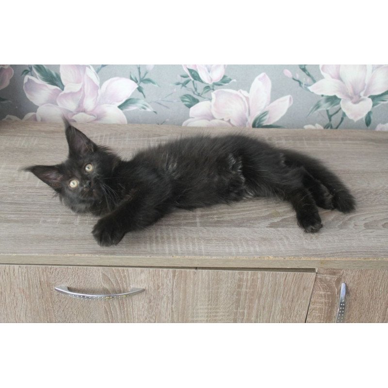 Maine Coon NOV Nazira