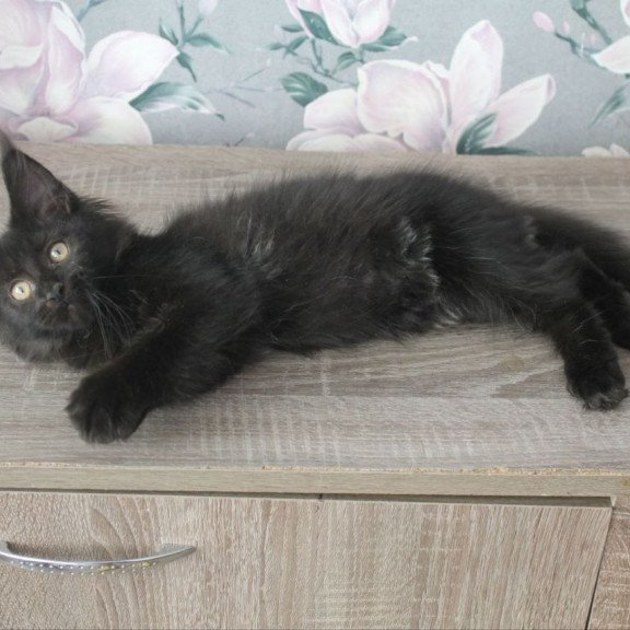 Maine Coon NOV Nazira