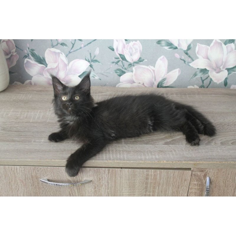 Maine Coon NOV Nazira