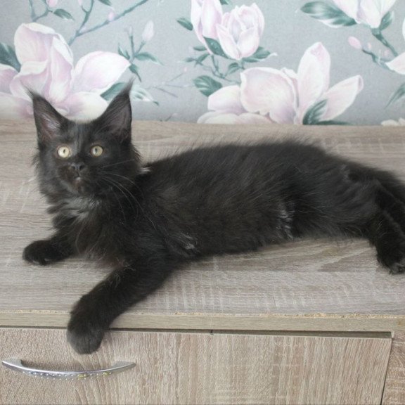 Maine Coon NOV Nazira