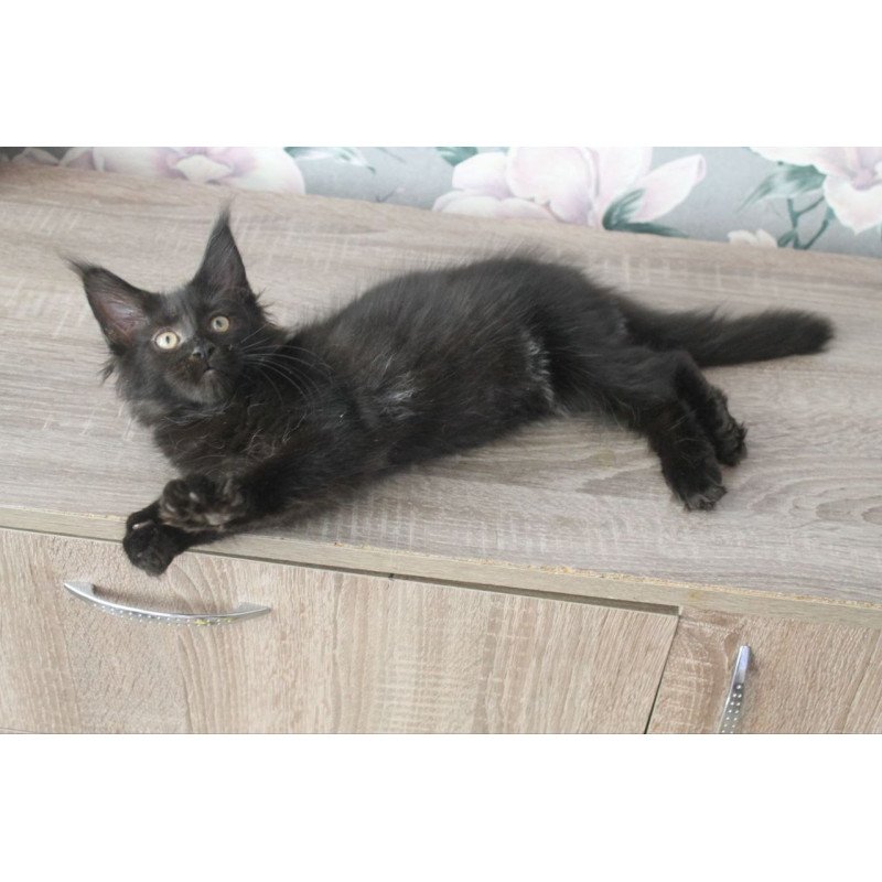 Maine Coon NOV Nazira