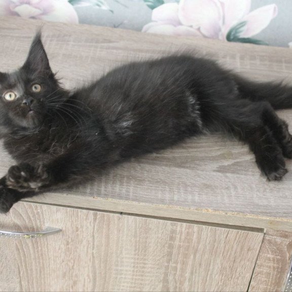 Maine Coon NOV Nazira