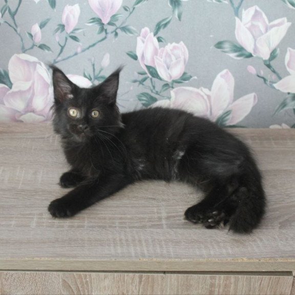 Maine Coon NOV Nazira
