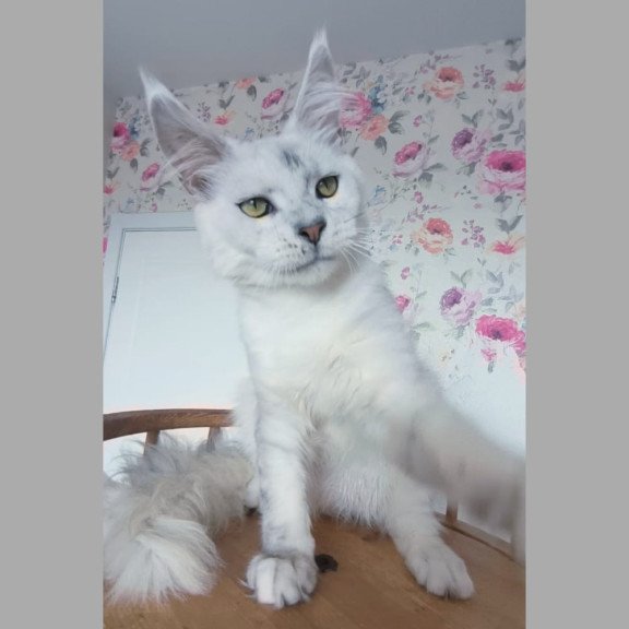 Maine Coon NOV Orfey