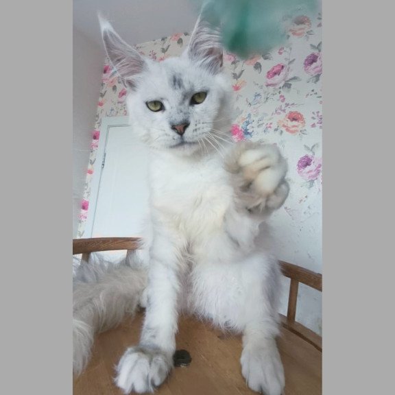Maine Coon NOV Orfey