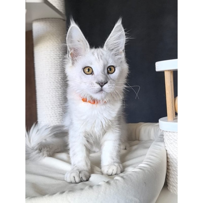 Maine Coon NOV Ulina