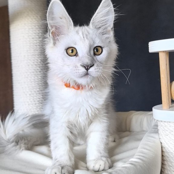 Maine Coon NOV Ulina