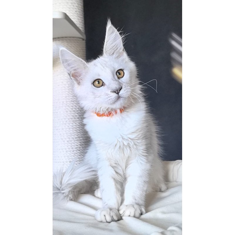Maine Coon NOV Ulina